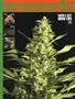 Page: - 81 | High Times