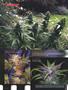 Page: - 82 | High Times