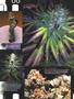 Page: - 83 | High Times