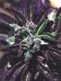 Page: - 97 | High Times