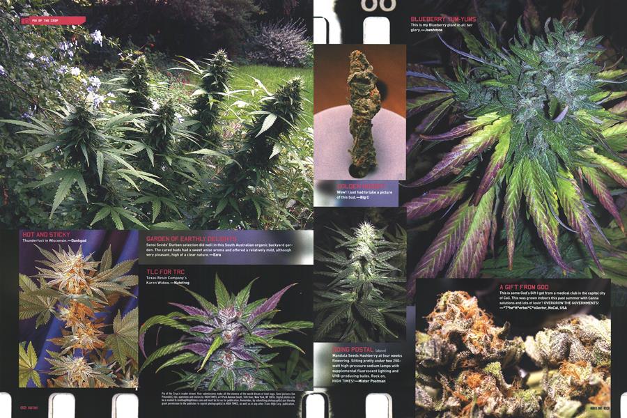 PIX OF THE CROP