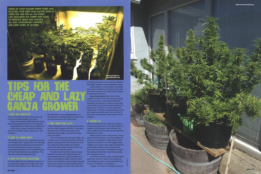 TIPS FOR THE CHEAP AND LAZY GANJA GROWER