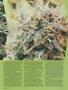 Page: - 50 | High Times