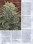 Page: - 54 | High Times