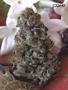Page: - 55 | High Times
