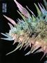Page: - 56 | High Times