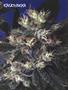 Page: - 58 | High Times