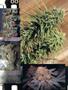 Page: - 81 | High Times
