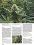 Page: - 94 | High Times
