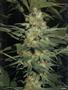 Page: - 95 | High Times