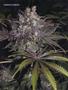 Page: - 52 | High Times