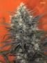 Page: - 55 | High Times
