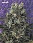 Page: - 58 | High Times