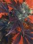 Page: - 72 | High Times