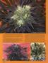 Page: - 74 | High Times