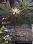 Page: - 80 | High Times