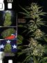 Page: - 81 | High Times