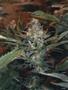 Page: - 95 | High Times