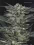 Page: - 103 | High Times