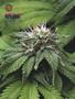 Page: - 118 | High Times