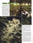 Page: - 56 | High Times
