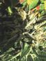 Page: - 59 | High Times