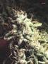 Page: - 62 | High Times