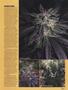 Page: - 71 | High Times