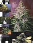 Page: - 89 | High Times