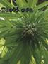 Page: - 93 | High Times