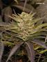 Page: - 103 | High Times
