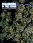 Page: - 50 | High Times