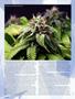Page: - 52 | High Times