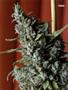Page: - 57 | High Times