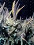 Page: - 61 | High Times