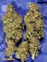 Page: - 62 | High Times
