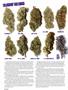 Page: - 80 | High Times