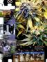 Page: - 89 | High Times