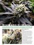 Page: - 92 | High Times