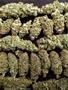Page: - 93 | High Times