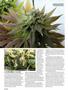 Page: - 94 | High Times