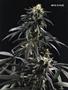 Page: - 103 | High Times