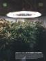 Page: - 118 | High Times