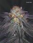 Page: - 59 | High Times