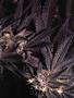 Page: - 61 | High Times
