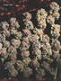 Page: - 62 | High Times