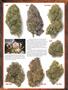 Page: - 66 | High Times