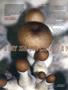 Page: - 76 | High Times