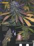 Page: - 86 | High Times