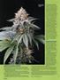 Page: - 94 | High Times